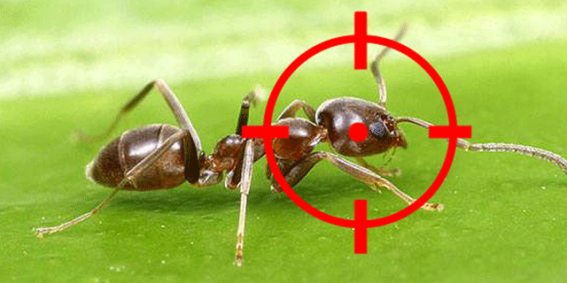 eliminar hormigas
