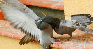 control de plagas aves