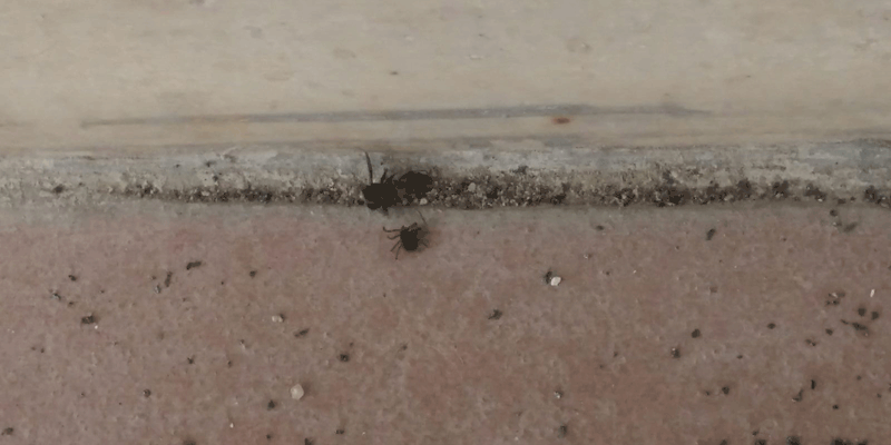 control de garrapatas