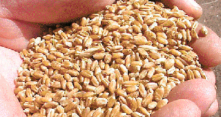 fumigacion de productos vegetales almacenados en cordoba FUMIGACIÓN DE PRODUCTOS VEGETALES ALMACENADOS EN CORDOBA